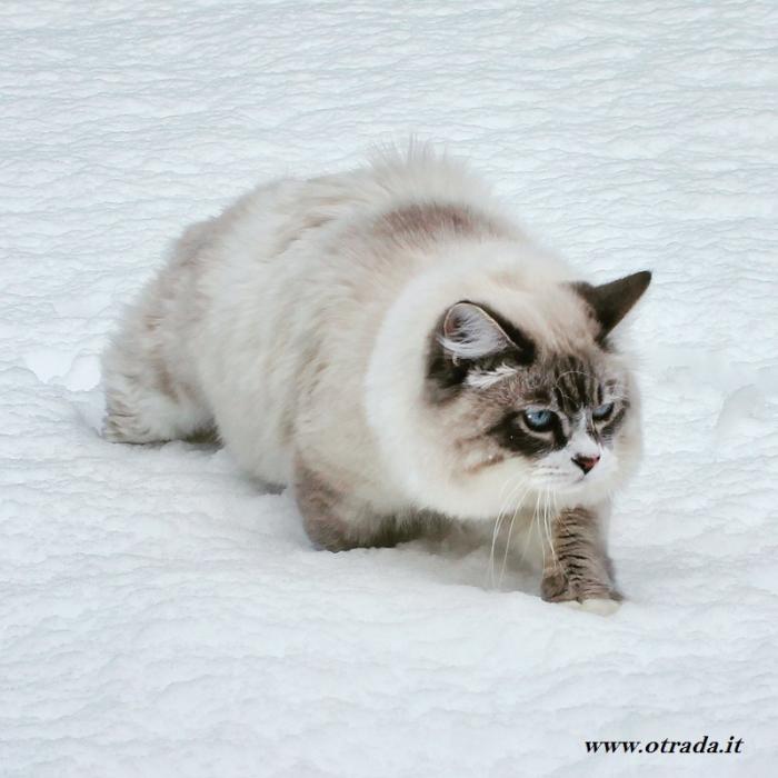 Emir Siberian Sapphire alias Olaf