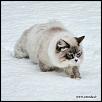Emir Siberian Sapphire alias Olaf