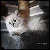 Otradnoe Beatrisa 
Cucciolo gatto Siberiano 
...figlia di Kuz'Kin Dom Otrada e Silkasib Kenneth