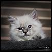 Otradnoe Beatrisa 
Cucciolo gatto Siberiano 
...figlia di Kuz'Kin Dom Otrada e Silkasib Kenneth