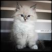 Otradnoe Bella 
Cucciolo gatto Siberiano 
...figlia di Kuz'Kin Dom Otrada e Silkasib Kenneth