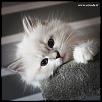 Otradnoe Bella 
Cucciolo gatto Siberiano 
...figlia di Kuz'Kin Dom Otrada e Silkasib Kenneth