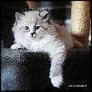 Otradnoe Bolgar   
Cucciolo gatto Siberiano 
...figlio di Kuz'Kin Dom Otrada e Silkasib Kenneth