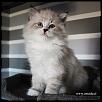 Otradnoe Bolgar   
Cucciolo gatto Siberiano 
...figlio di Kuz'Kin Dom Otrada e Silkasib Kenneth