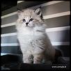 Otradnoe Bolgar   
Cucciolo gatto Siberiano 
...figlio di Kuz'Kin Dom Otrada e Silkasib Kenneth