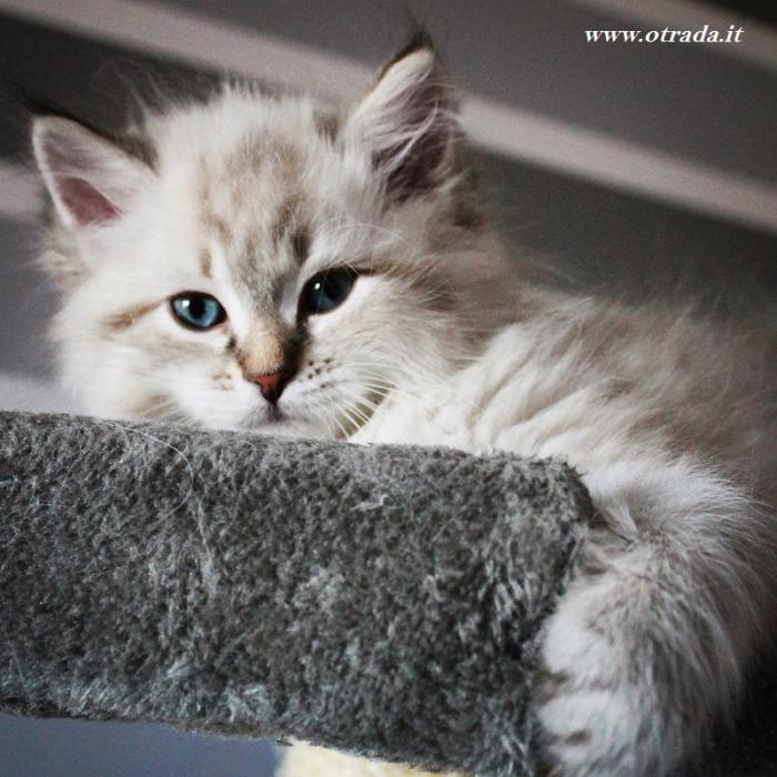 Otradnoe Borislav
Cucciolo gatto Siberiano
...figlio di Kuz'Kin Dom Otrada e Silkasib Kenneth