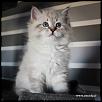 Otradnoe Borislav 
Cucciolo gatto Siberiano 
...figlio di Kuz'Kin Dom Otrada e Silkasib Kenneth
