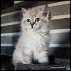 Otradnoe Borislav 
Cucciolo gatto Siberiano 
...figlio di Kuz'Kin Dom Otrada e Silkasib Kenneth