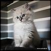 Otradnoe Borimir 
Cucciolo gatto Siberiano 
...figlio di Kuz'Kin Dom Otrada e Silkasib Kenneth