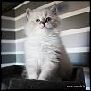 Otradnoe Borimir 
Cucciolo gatto Siberiano 
...figlio di Kuz'Kin Dom Otrada e Silkasib Kenneth