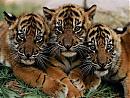 L'avatar di Tigre