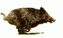 L'avatar di Wild Boar
