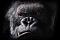 Avatar di beppe68