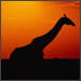 L'avatar di mfc465cn